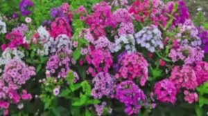 ФЛОКСЫ В САДУ. КАК ДОБИТЬСЯ ПЫШНОГО ЦВЕТЕНИЯ ФЛОКСОВ В САДУ