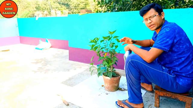 বেশি ফুল পাওয়ার জন্য মার্চ মাসে জবা গাছের পরিচর্যা#Caring for hibiscus trees in March# смотреть онлайн