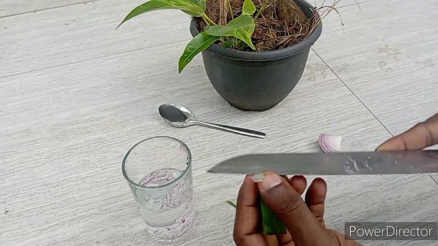 Obtaining anthurium seedlings using onions and aloe vera смотреть онлайн