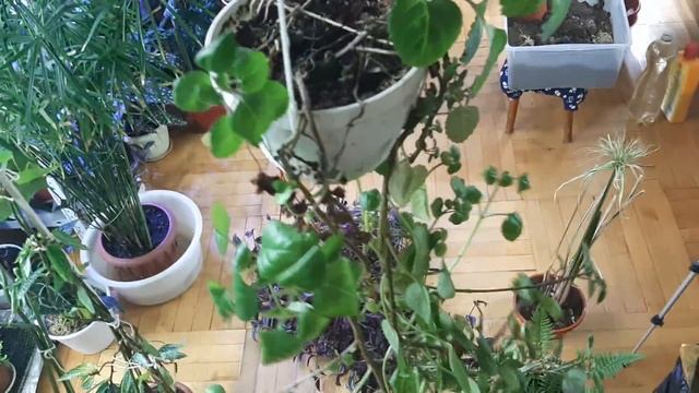 Избавляюсь от растений . смотреть онлайн