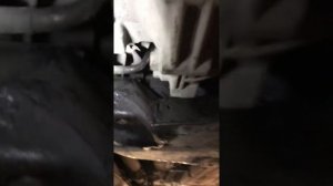 Замена шланга гур аутлендер 1 митцубиси шланг гура