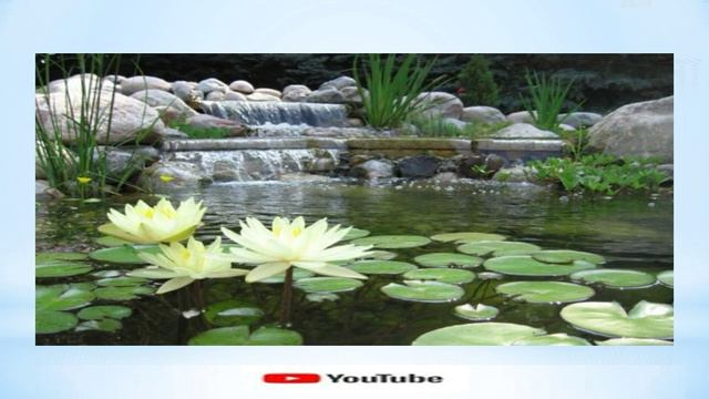सपने में सफेद कमल का फूल देखना sapne mein safed kamal dekhne ka matlab l white lotus flower in drea смотреть онлайн