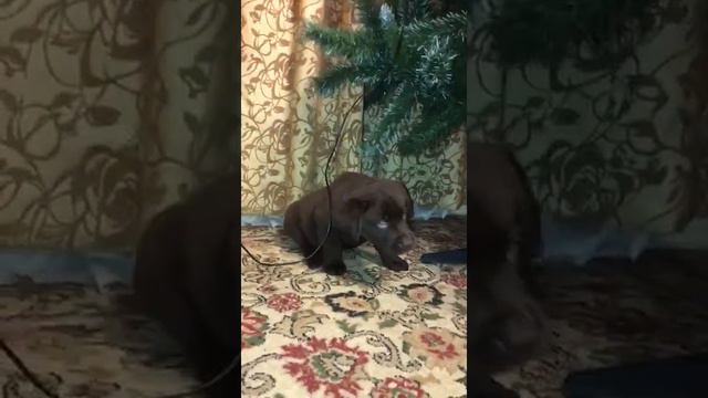 Щенки Лабрадора 8 999 88 77 300 Татьяна