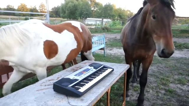 Curiosity may kill the cat, but it helps the horse / Талантливая лошадь талантливая во всем! смотреть онлайн