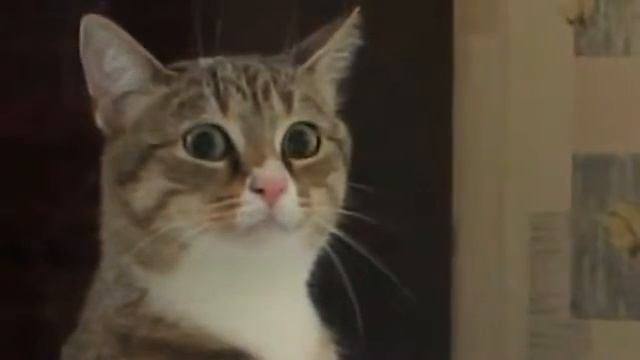Серая кошка! смотреть онлайн