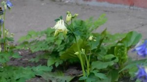 Изящная Аквилегия ! Выращивание в саду !