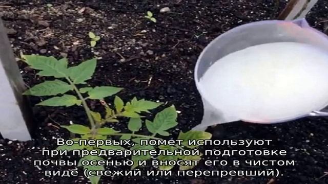 Чем подкормить помидоры после высадки в теплицу смотреть онлайн