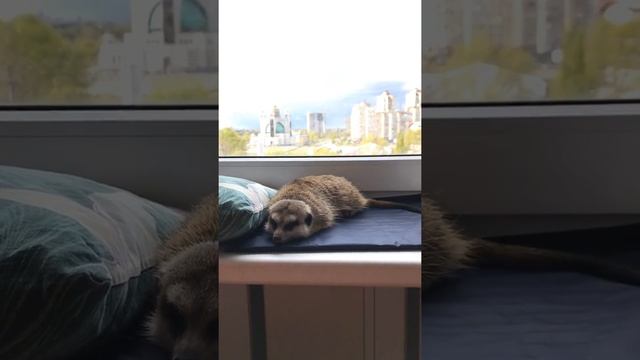 Сурикат по имени Рокси. Весна холодная, спасают только коврики с подогревом..:) смотреть онлайн