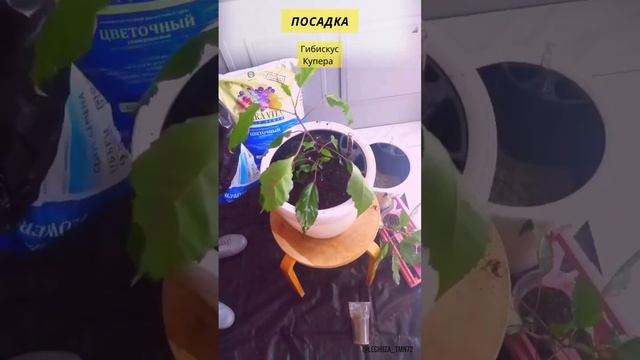 ПОСАДКА Гибискус Купера @ksenia lechuza72 смотреть онлайн