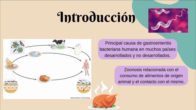 Bacterias Campylobacter spp y Escherichia coli смотреть онлайн