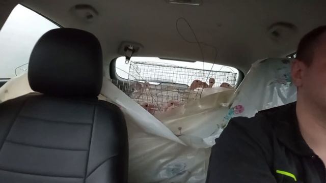 Перевозка взрослых индюков на дачу В каком возрасте можно перевозить индюков смотреть онлайн