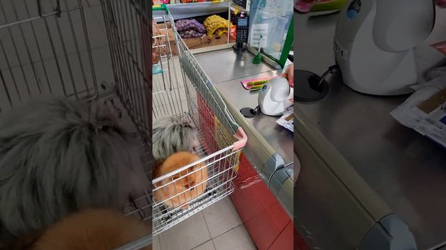 Равнодушных не было,в конце релакс,дарили радость#шпиц#собаки #spitz#смешныевидео#pomeranian смотреть онлайн