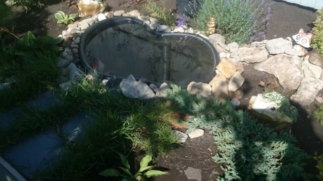 Пруд в саду своими руками!!! Растения,возле него ??? смотреть онлайн
