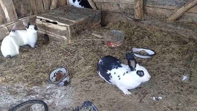 ЧТО БУДЕТ ЕСЛИ КОШКУ ОСТАВИТЬ НА КРОЛИЧИЙ ДОМ ? смотреть онлайн