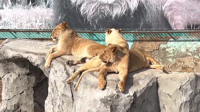 Beautiful lionesses on the rock смотреть онлайн