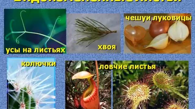 Вегетативные органы растений.AVI смотреть онлайн