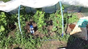 Как работает Капельный полив из 5 литровой бутылки.