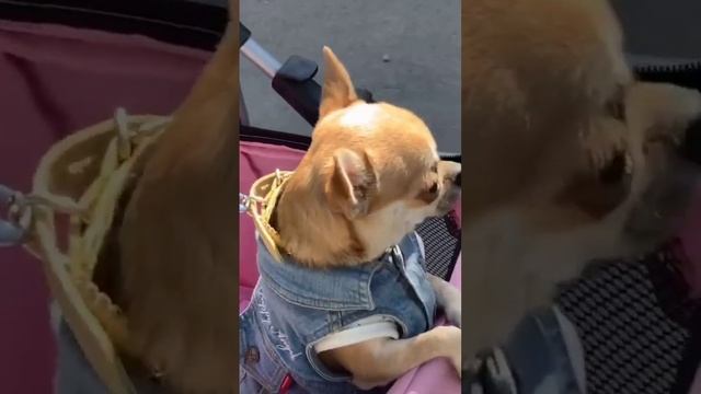 Что вас ждёт если заведете щенка чихуахуа #чихуахуа #щенкичихуахуа смотреть онлайн