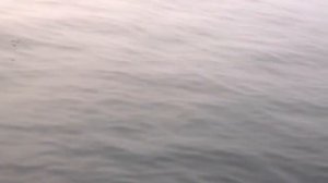 Охотское море и птицы