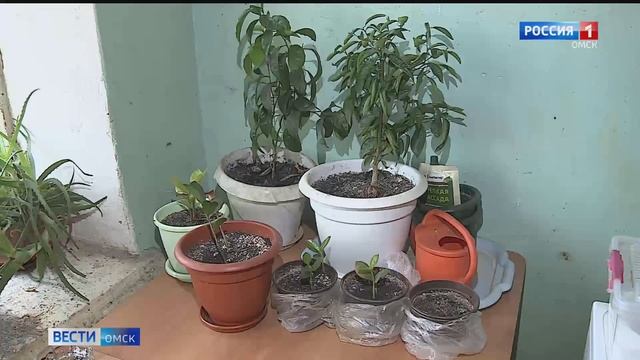Из окон омского общежития летят цветы в горшках из-за ссор жильцов смотреть онлайн