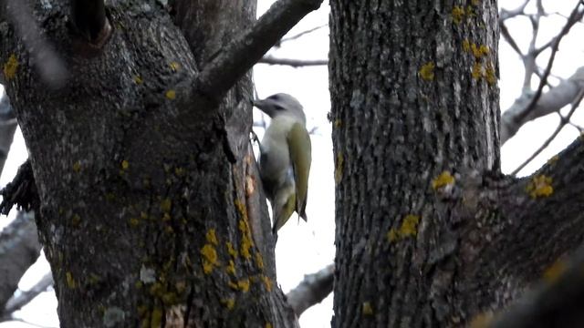 Седой зелёный дя́тел (лат. Picus canus), Арбековский лес, Пенза 2019 смотреть онлайн
