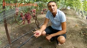 Виноград Басанти 2020г