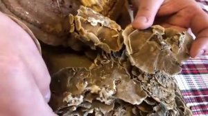 Михаил Вишневский о грибах