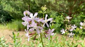 Вы ахните!  Как воруют Вашу Удачу. Ничего не отдавайте, пока не скажите ОДНУ Фразу.