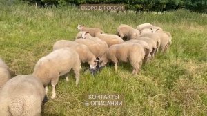 Ярки Шароле из Шотландии, топ 25%! Лучшая мясо-шёрстная порода в России! Овцеводство