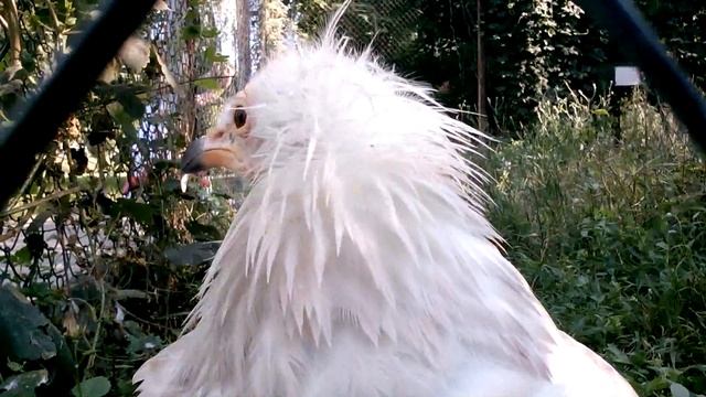 Cтервя́тник (Vulture, Neophron percnopterus) смотреть онлайн
