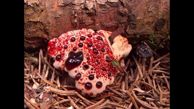 HYDNELLUM PECKII JAMUR SEPERTI BENTUK GIGI GUSI BERDARAH x FISH GO смотреть онлайн