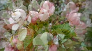 «КУПИТЕ ФИАЛКИ!».(Comprate I Miei Fiori»)... (Поёт Виктория Иванова) - Фото Жанны Корнеевой (Москва