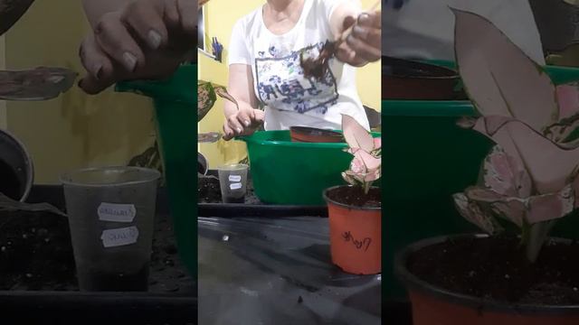 Пересадка Аглаонем. смотреть онлайн