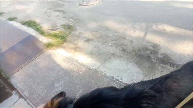 нашли немецкую овчарку и пытаемся вернуть её смотреть онлайн