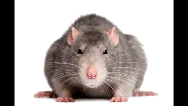 ТОП20 🐀🐀🐀 Самых Интересных Фактов о Крысах 🐀🐀🐀 смотреть онлайн