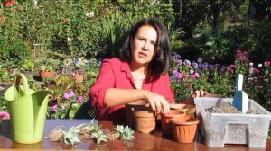 Агавы: эффективный метод посадки