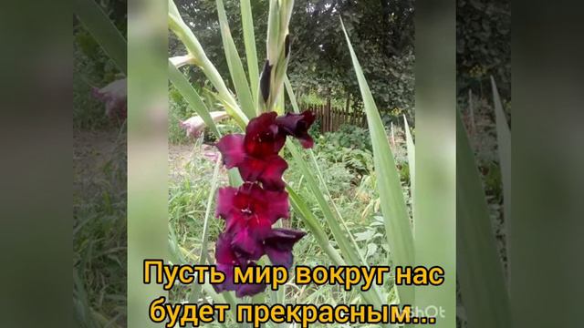 Фото флешмоб "А у нас в огороде..." смотреть онлайн