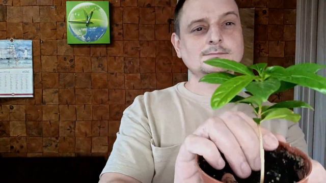 На мой взгляд они тоже простые в уходе 😉 смотреть онлайн