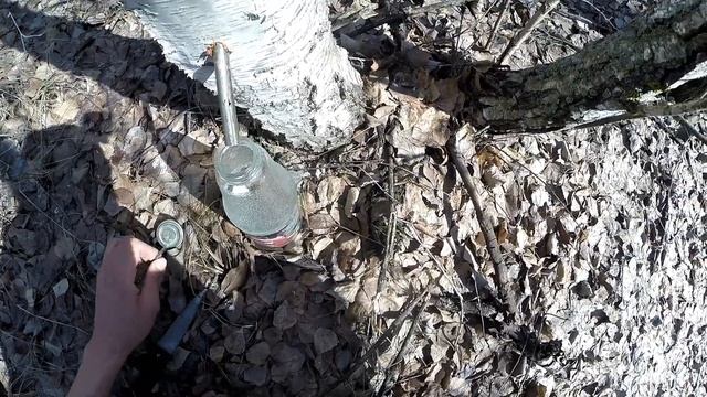 3 Способа как собрать березовый сок весной смотреть онлайн