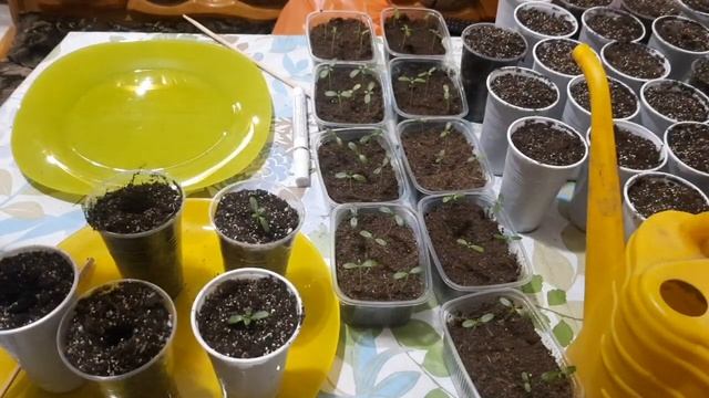 ПИКИРОВКА КАТАРАНТУСА, ОБЪЕМ ЕМКОСТИ, ГРУНТ, ПРАВИЛА ПИКИРОВКИ. смотреть онлайн