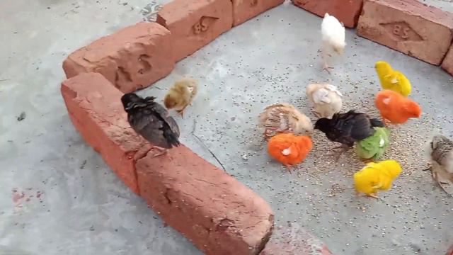 100 color chicks ko desi ke sath chor diya 🥰 смотреть онлайн