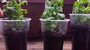 ПЕТУНИИ. ОСЕННЕЕ ЧЕРЕНКОВАНИЕ.