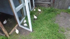 #индюки#содержание#разведение