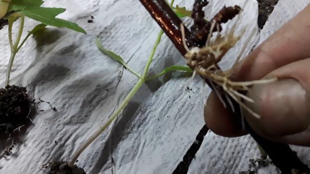 Как выглядит живая корневая.