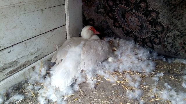 МУСКУСНЫЕ УТКИ, НЕМЕЦКАЯ ЛИНИЯ! ВЫВОД УТЯТ. НЮАНСЫ СОДЕРЖАНИЯ. смотреть онлайн