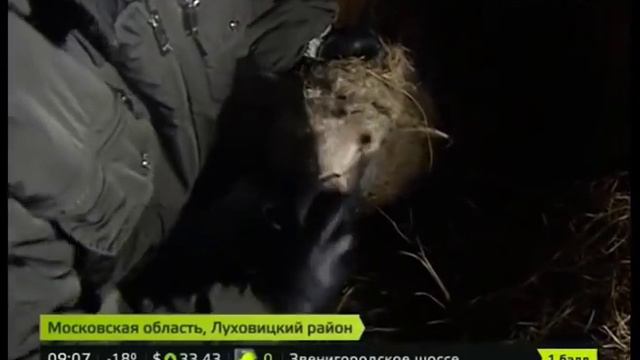 В Белоомуте возможно появилась чупакабра смотреть онлайн