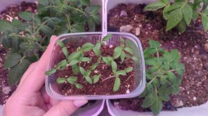 Теперь сею томаты только так, рассада всегда коренастая, крепкая, не вытягивается и урожайная