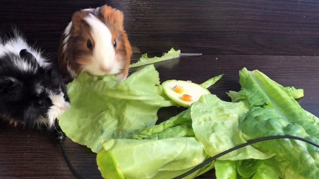 ASMR | GUINEA PIGS EAT SALAD LEAVES | АСМР МОРСКИЕ СВИНКИ смотреть онлайн