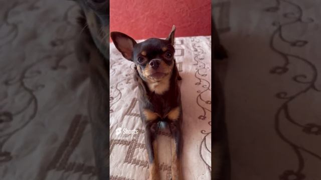 Русский той-терьер.