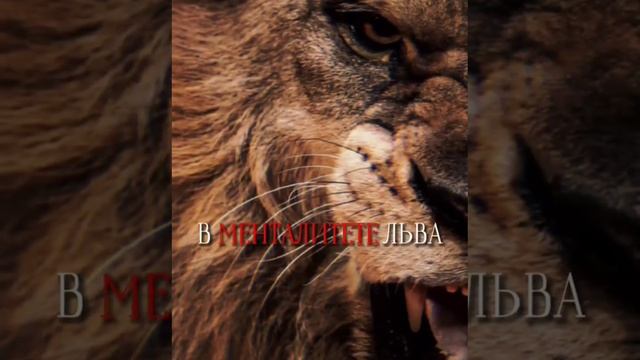 Почему ЛЬВА называют Царём зверей? Всё дело в Менталитете льва. смотреть онлайн
